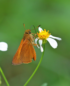 Palatka Skipper